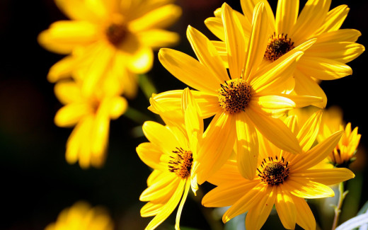 968913 (a): :2560x1600